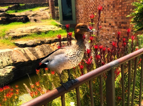 Duck at the Sydney Zoo