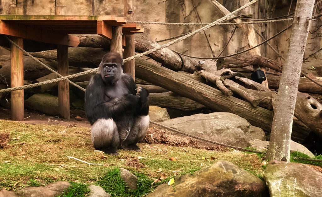 Gorilla Side Eye - Taronga Zoo, Sydney