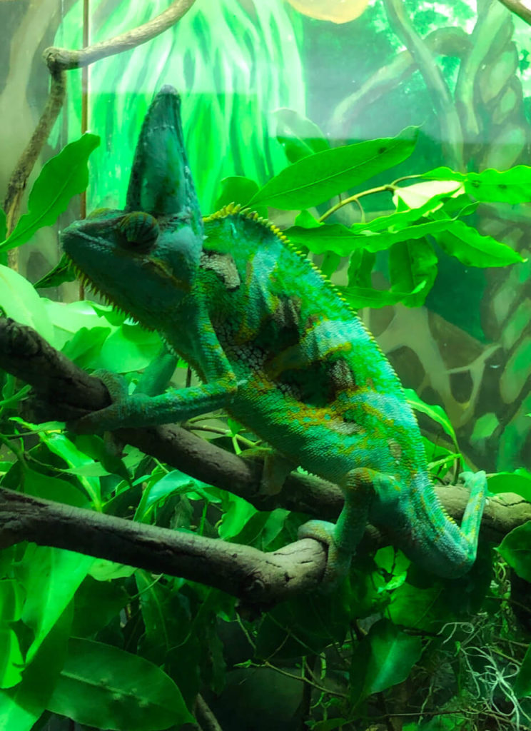 Chameleon in Taronga Zoo Sydney Australia