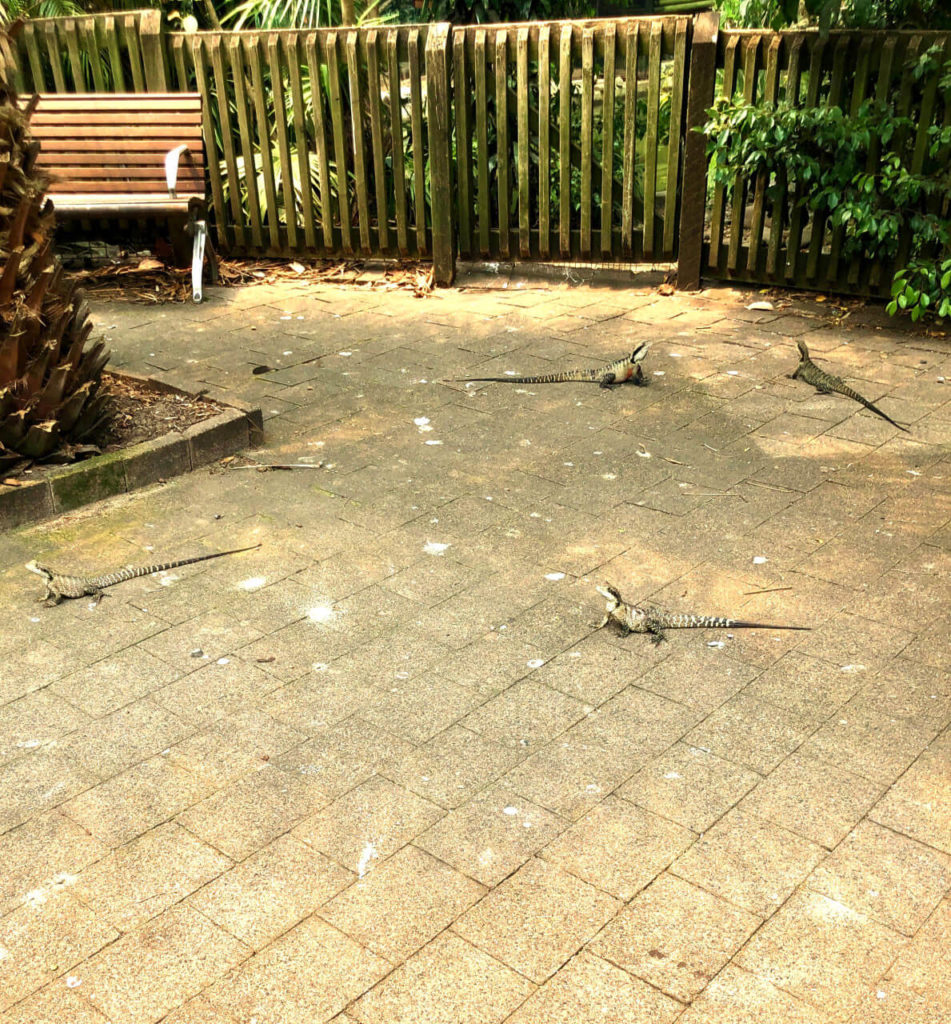 Lizards sunning themselves at Taronga Zoo, Sydney Australia