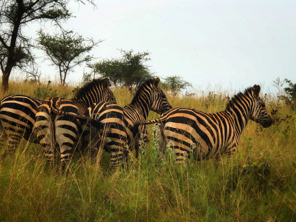 Zebra butts - Akagera Parc (Park) Rwanda