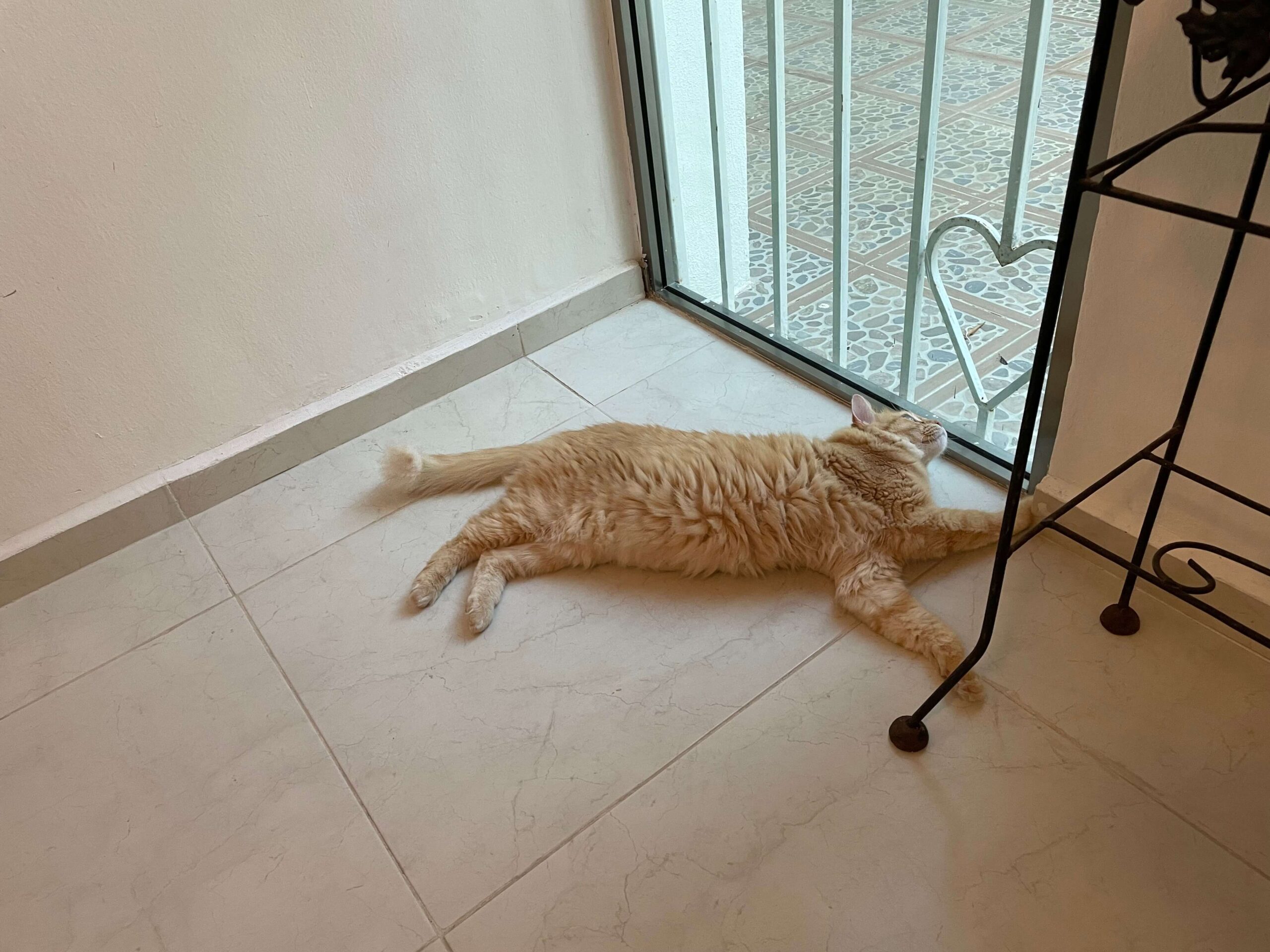 Cat lying on floor